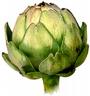 artichoke