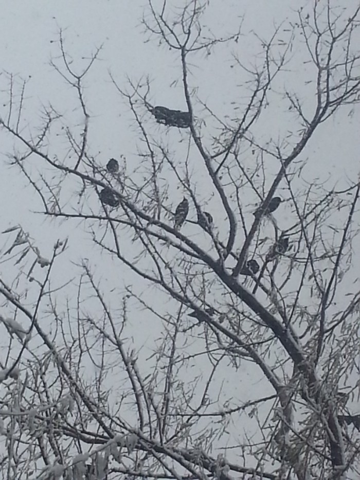 winter perch